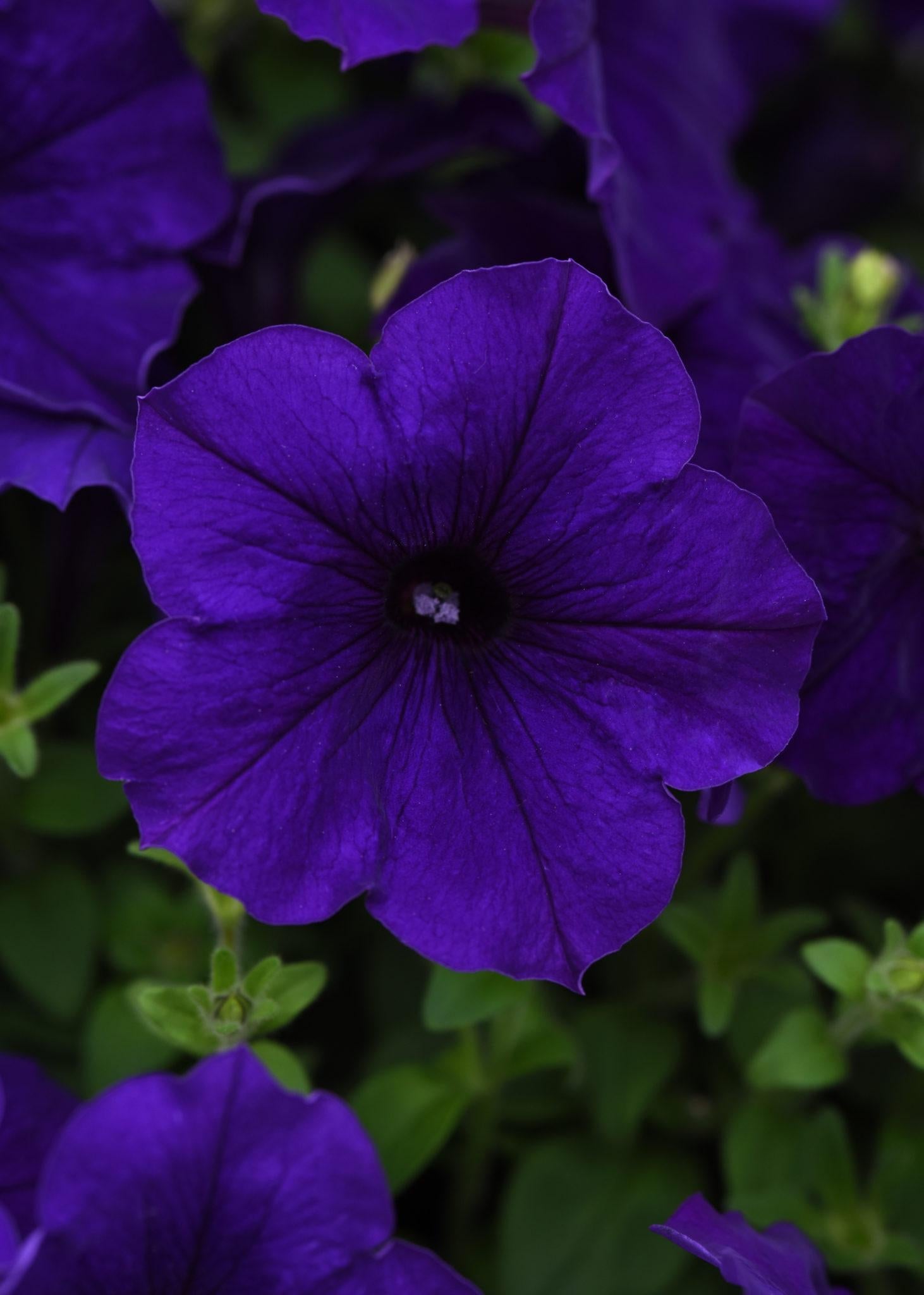 Petunia E3 Easy Wave Blue - View 1 from www redcrocus com