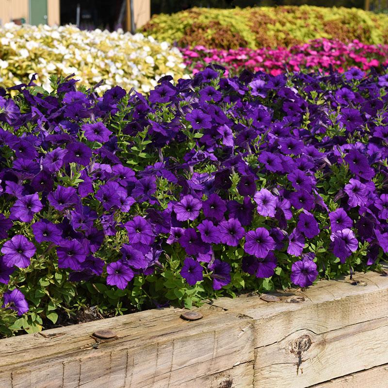 Petunia E3 Easy Wave Blue - View 4 from www redcrocus com