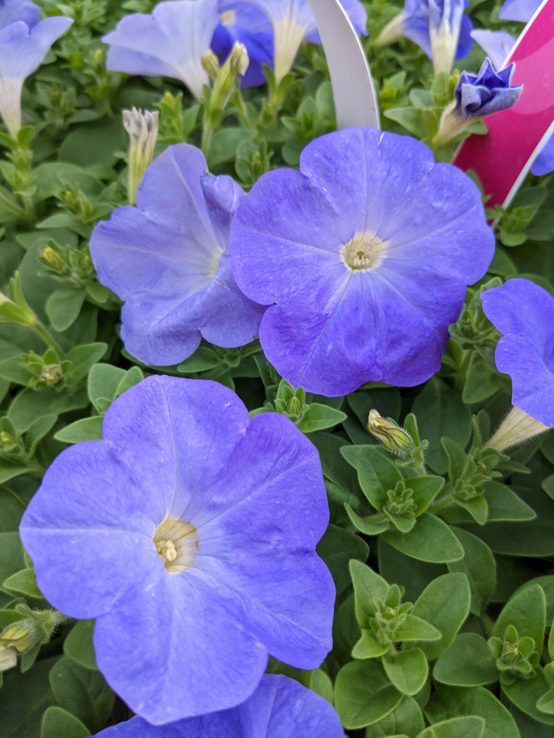 Petunia E3 Easy Wave Blue - View 5 from www redcrocus com