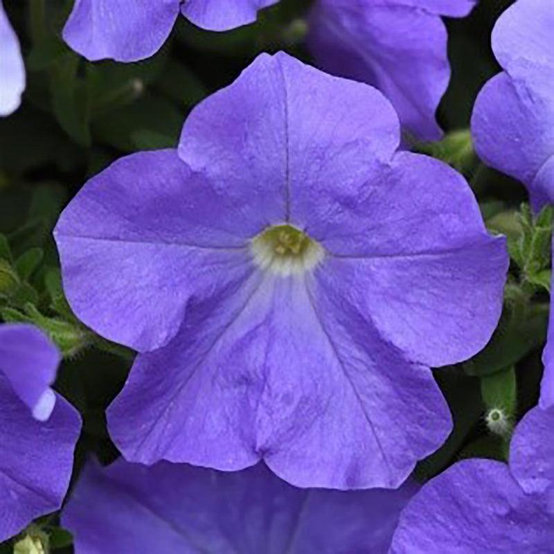 Petunia E3 Easy Wave Blue - View 7 from www redcrocus com