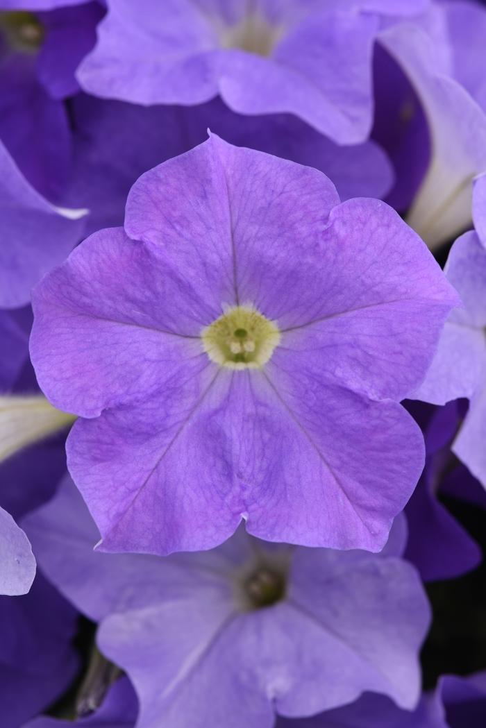 Petunia E3 Easy Wave Blue - View 8 from www redcrocus com