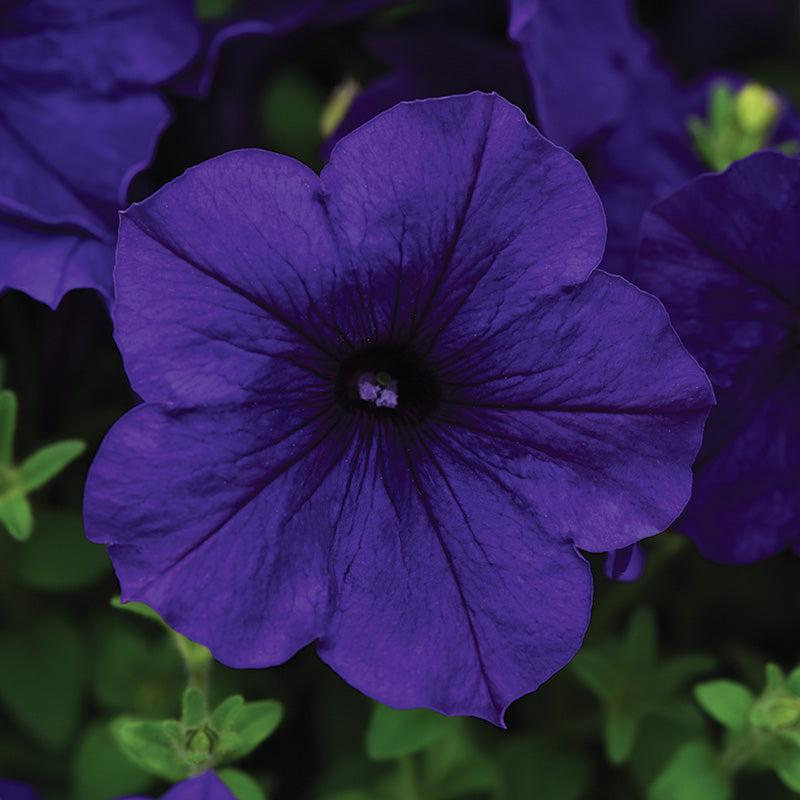 Petunia E3 Easy Wave Blue - View 9 from www redcrocus com