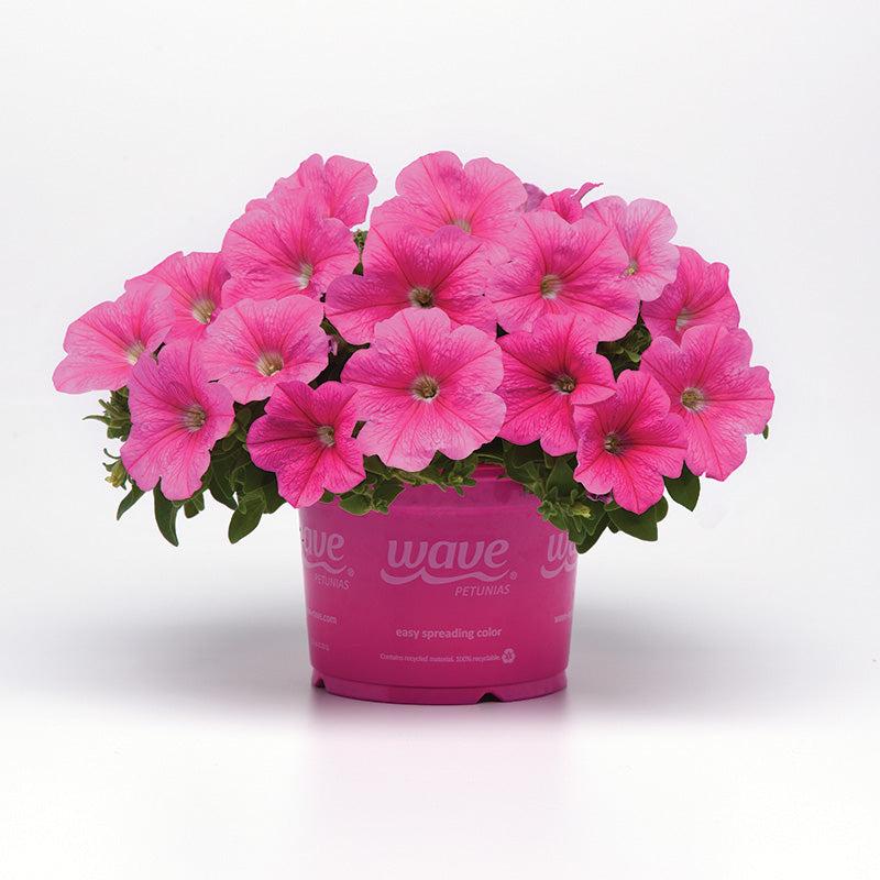 Petunia E3 Easy Wave Pink - View 13 from www redcrocus com