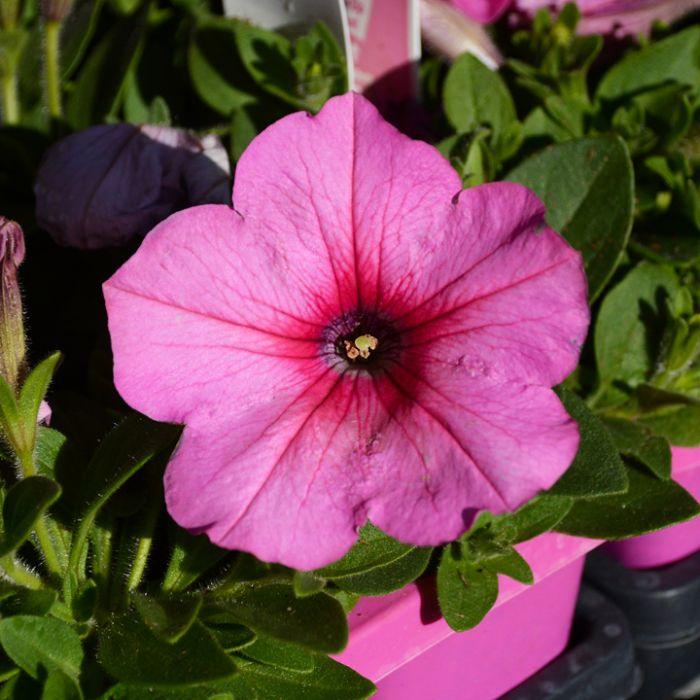 Petunia E3 Easy Wave Pink - View 15 from www redcrocus com