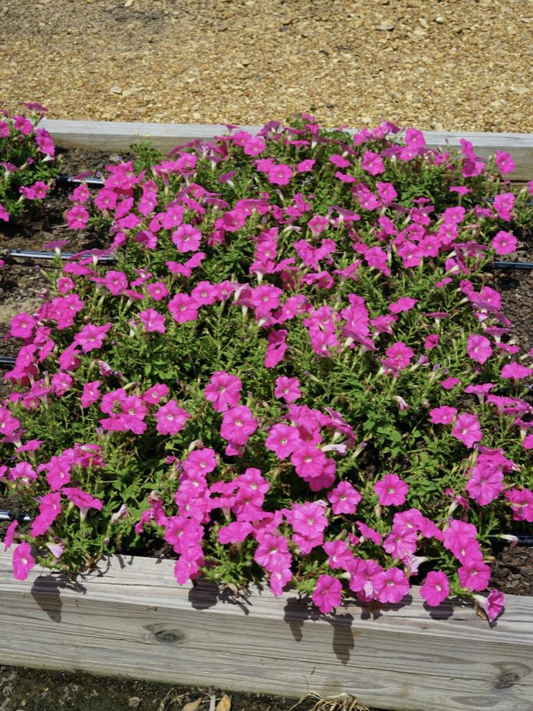 Petunia E3 Easy Wave Pink - View 16 from www redcrocus com