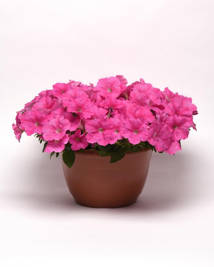 Petunia E3 Easy Wave Pink - View 17 from www redcrocus com