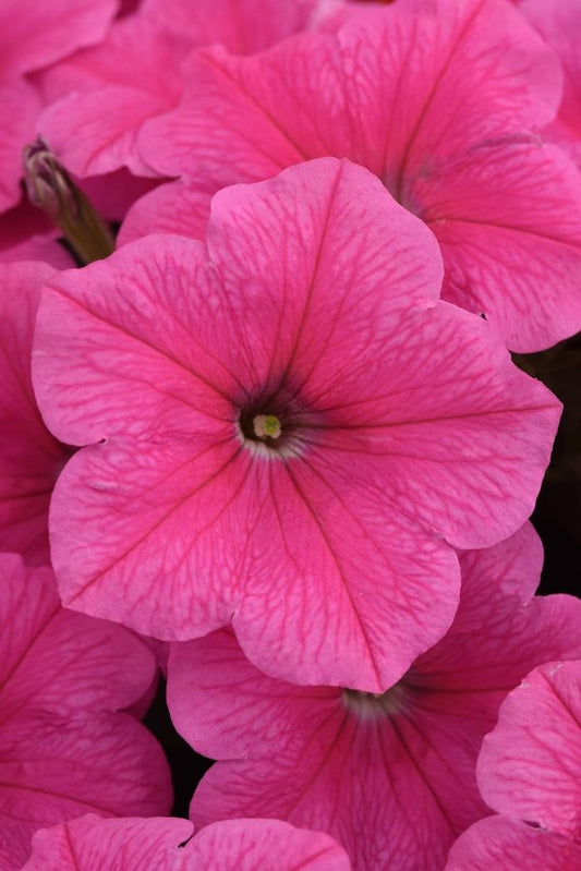 Petunia E3 Easy Wave Pink - View 1 from www redcrocus com