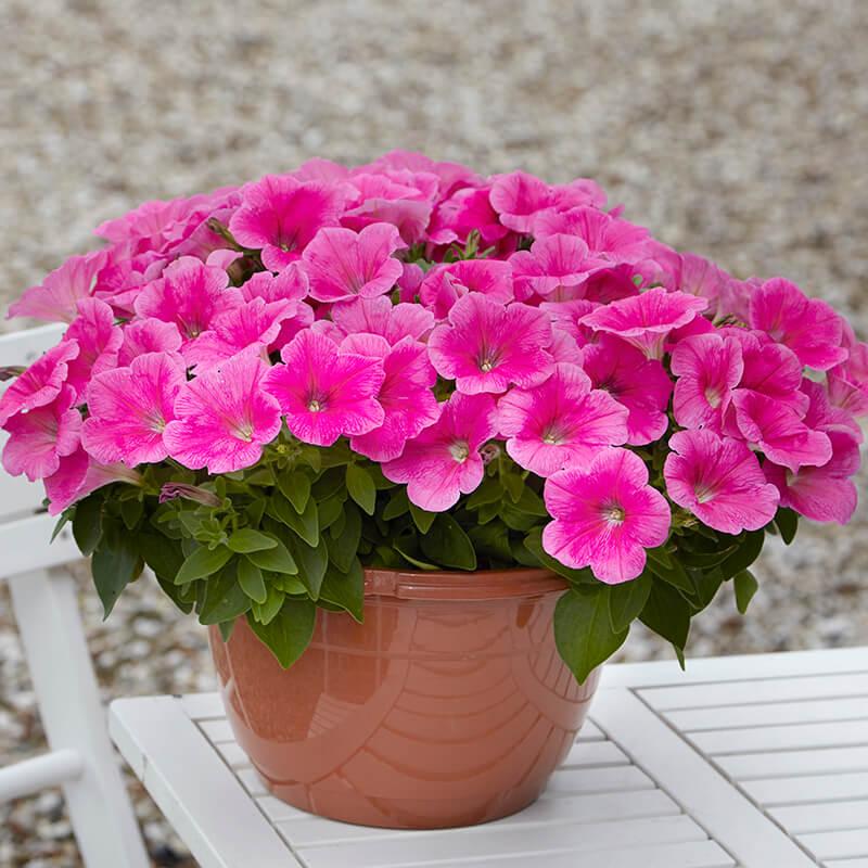 Petunia E3 Easy Wave Pink - View 2 from www redcrocus com