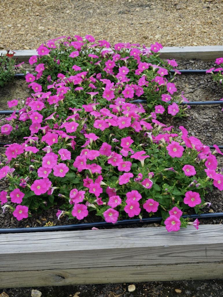Petunia E3 Easy Wave Pink - View 3 from www redcrocus com