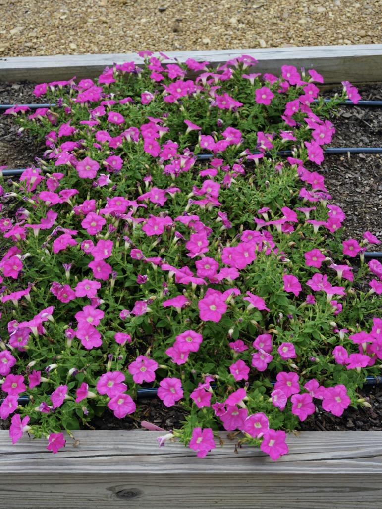 Petunia E3 Easy Wave Pink - View 6 from www redcrocus com