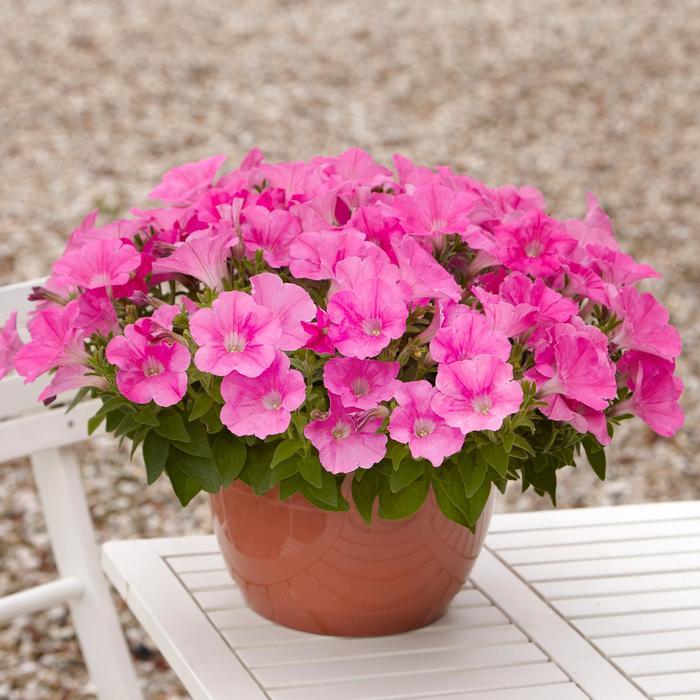Petunia E3 Easy Wave Pink - View 8 from www redcrocus com