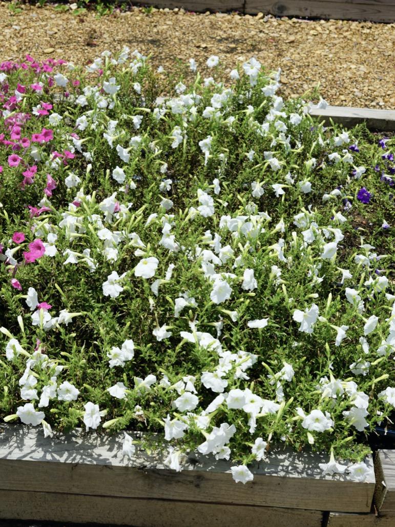 Petunia E3 Easy Wave White - View 10 from www redcrocus com