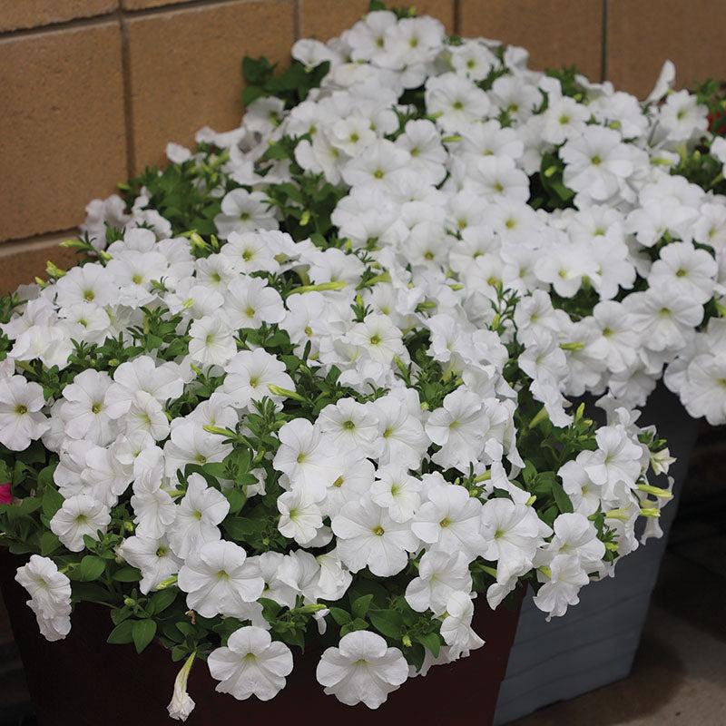 Petunia E3 Easy Wave White - View 11 from www redcrocus com