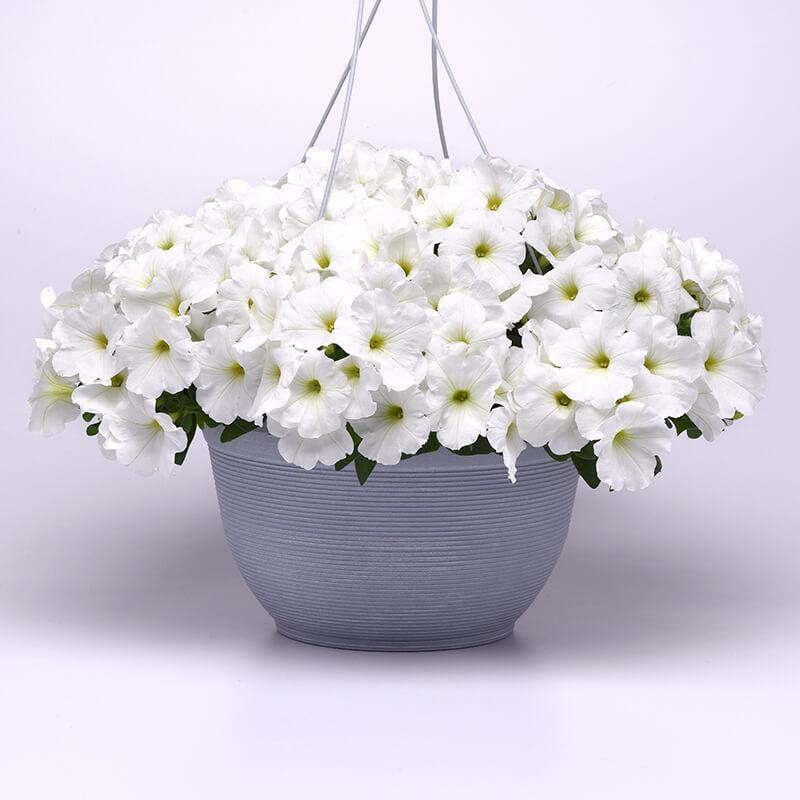 Petunia E3 Easy Wave White - View 14 from www redcrocus com