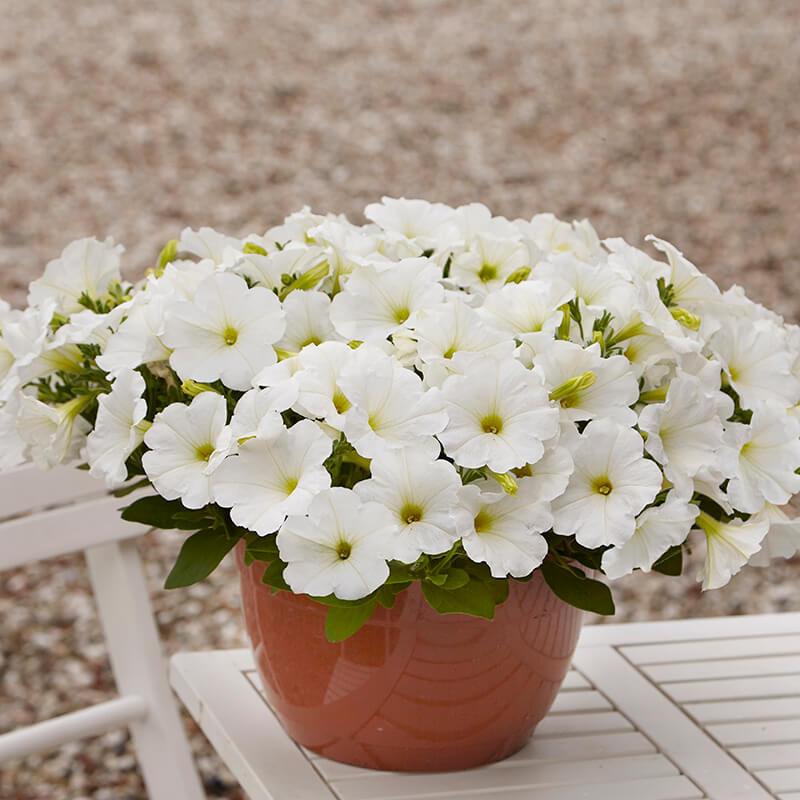 Petunia E3 Easy Wave White - View 3 from www redcrocus com