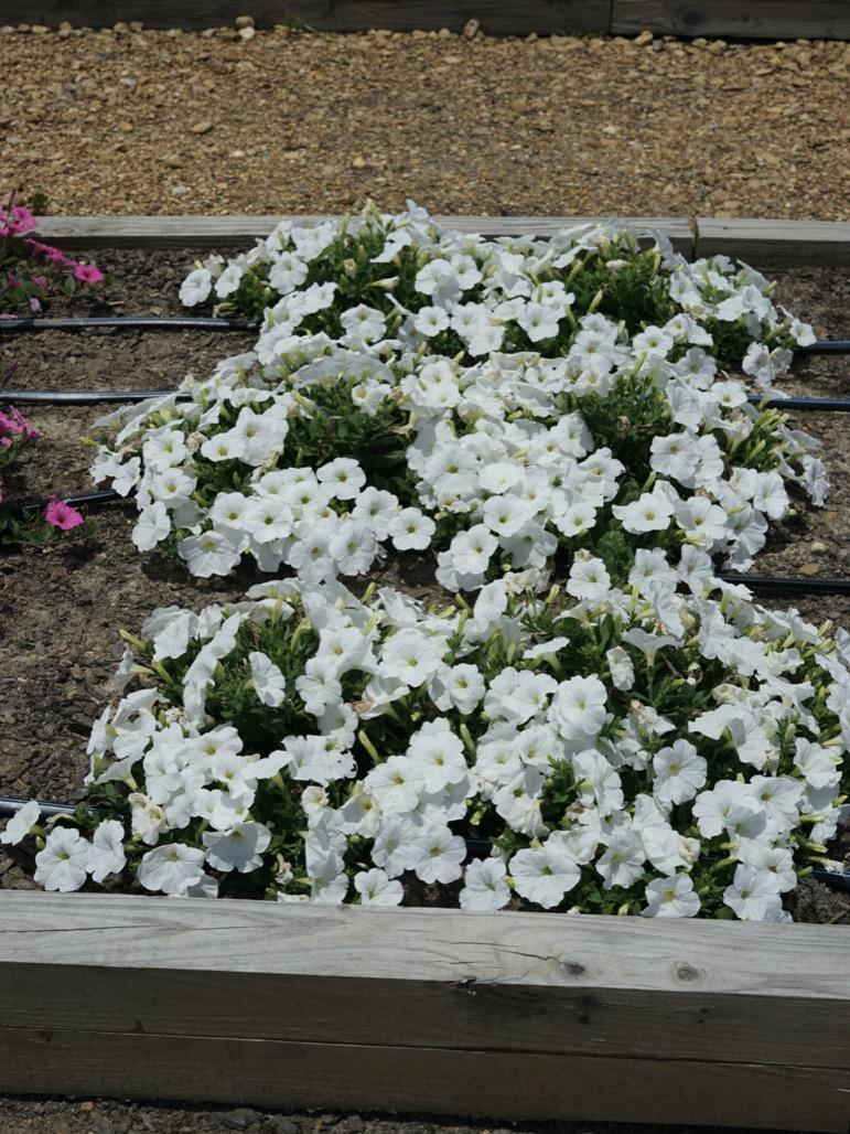 Petunia E3 Easy Wave White - View 4 from www redcrocus com