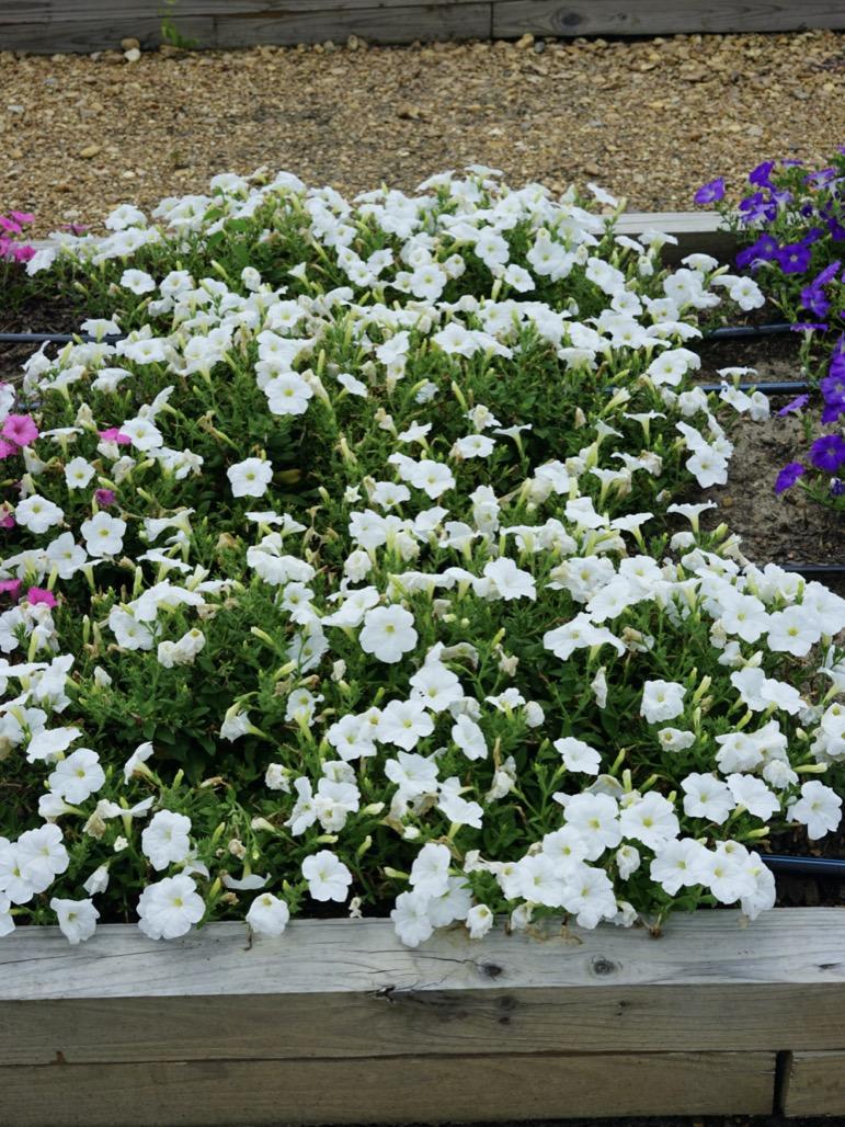 Petunia E3 Easy Wave White - View 5 from www redcrocus com