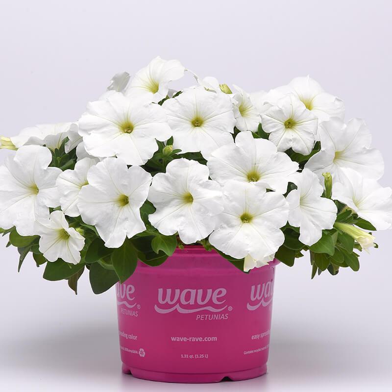 Petunia E3 Easy Wave White - View 6 from www redcrocus com