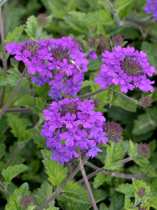 Verbena Canadensis Homestead Purple - View 10 from www redcrocus com