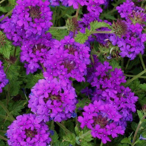 Verbena Canadensis Homestead Purple - View 11 from www redcrocus com