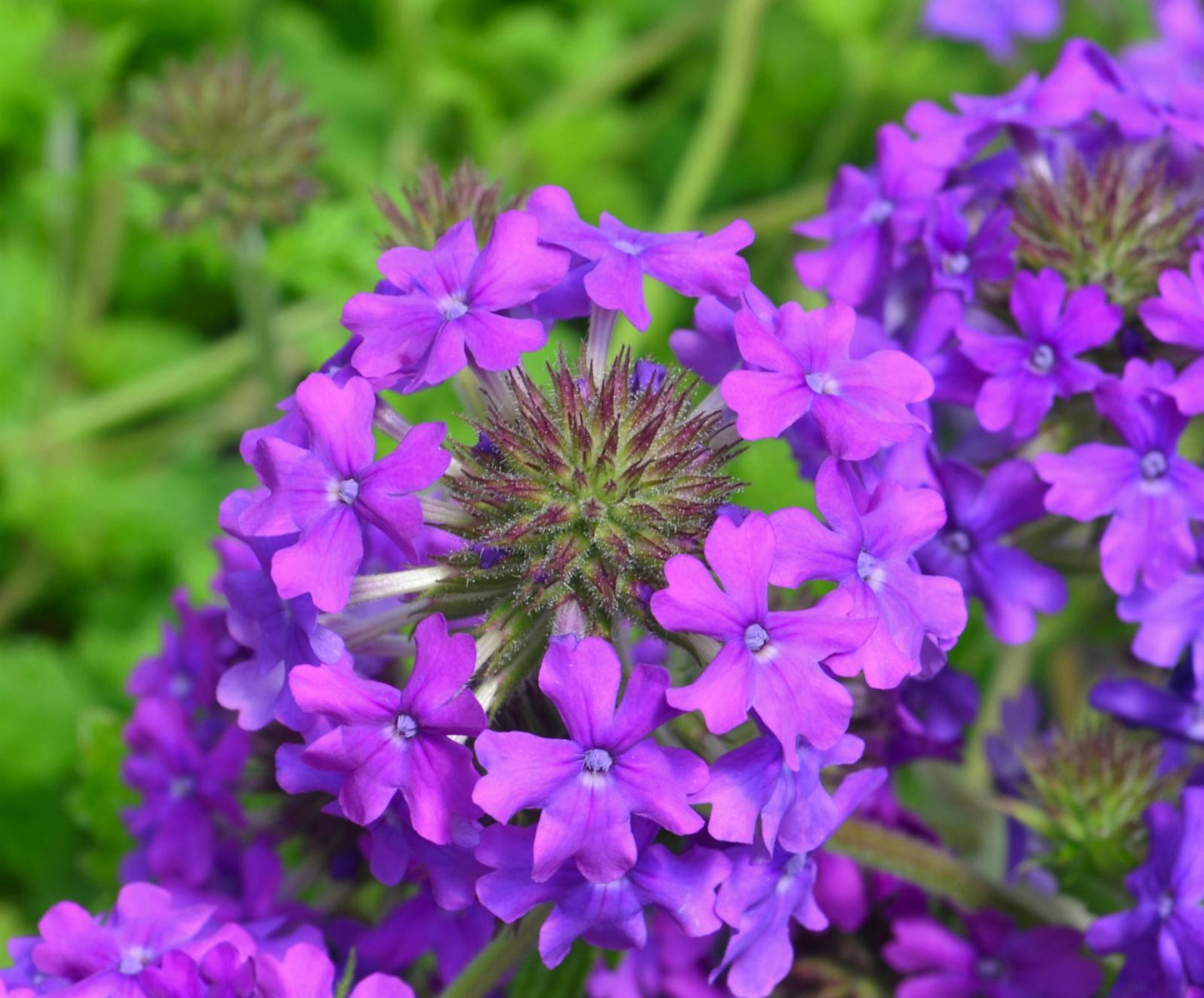 Verbena Canadensis Homestead Purple - View 12 from www redcrocus com