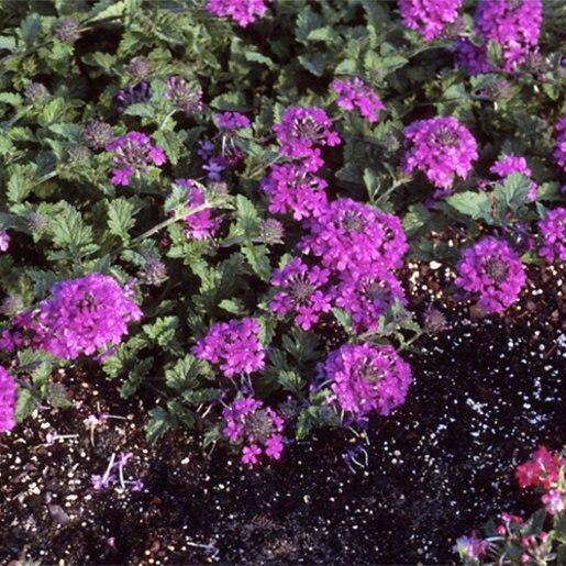 Verbena Canadensis Homestead Purple - View 13 from www redcrocus com