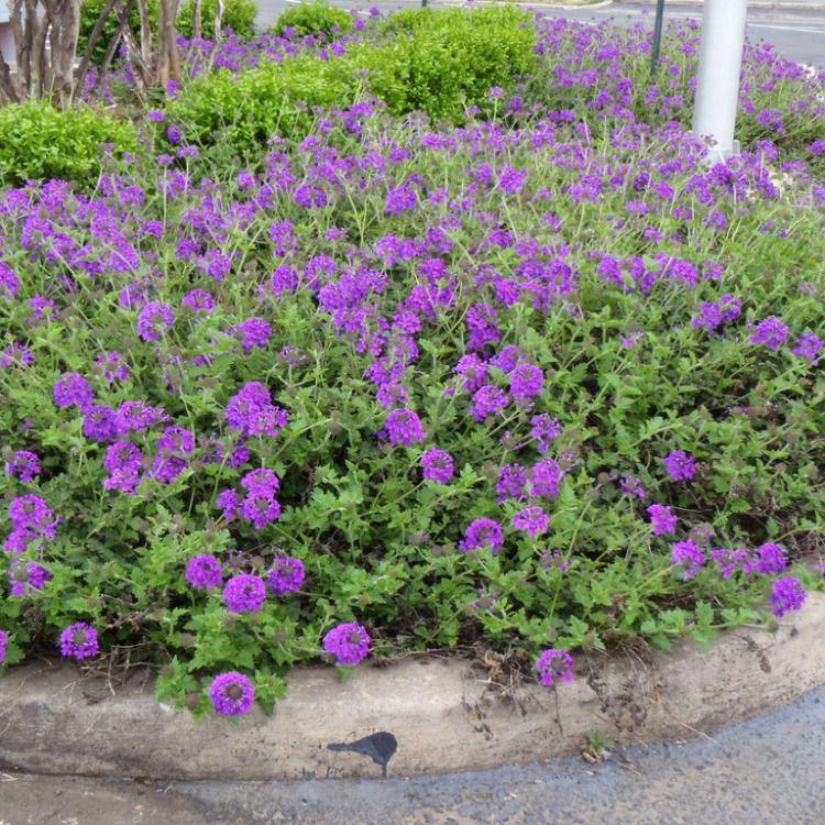 Verbena Canadensis Homestead Purple - View 14 from www redcrocus com