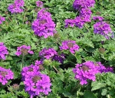 Verbena Canadensis Homestead Purple - View 15 from www redcrocus com