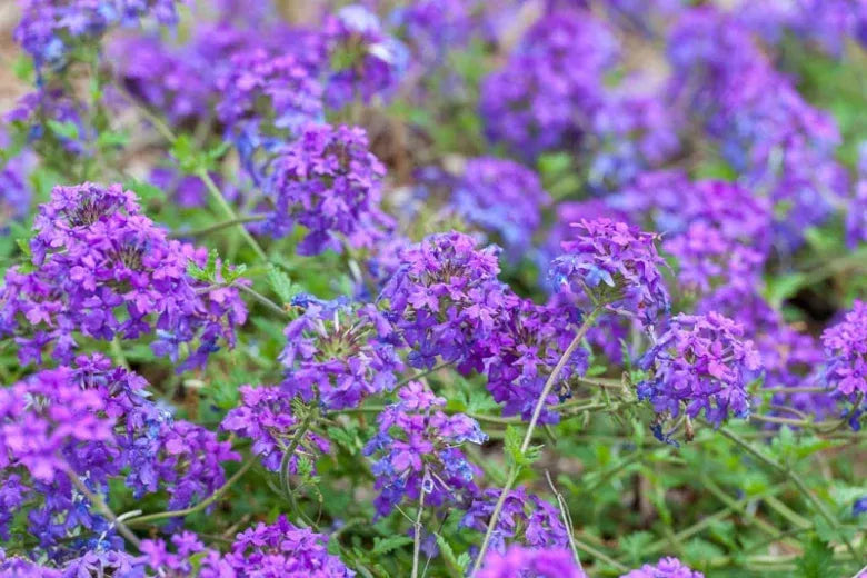 Verbena Canadensis Homestead Purple - View 16 from www redcrocus com