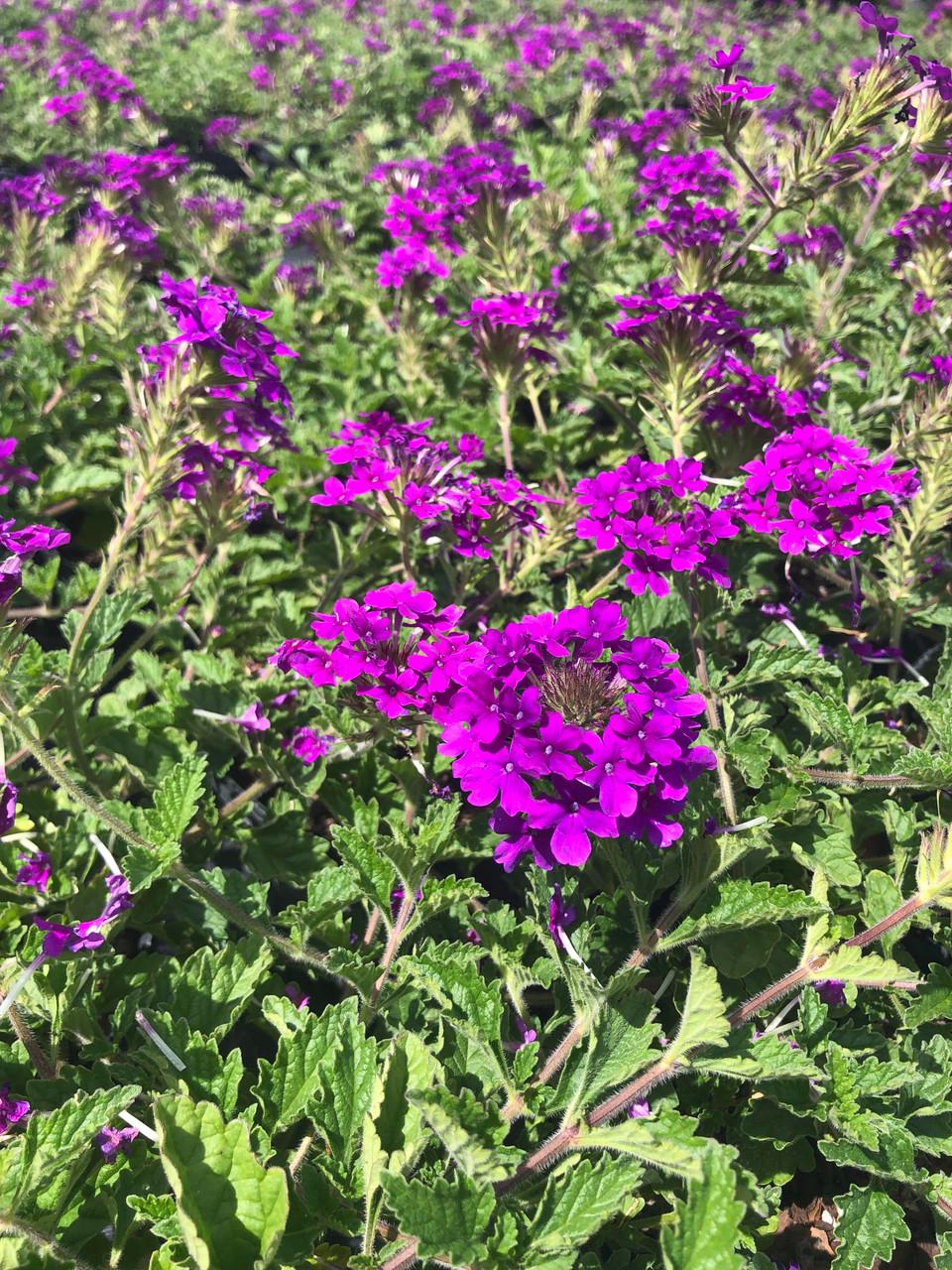 Verbena Canadensis Homestead Purple - View 1 from www redcrocus com