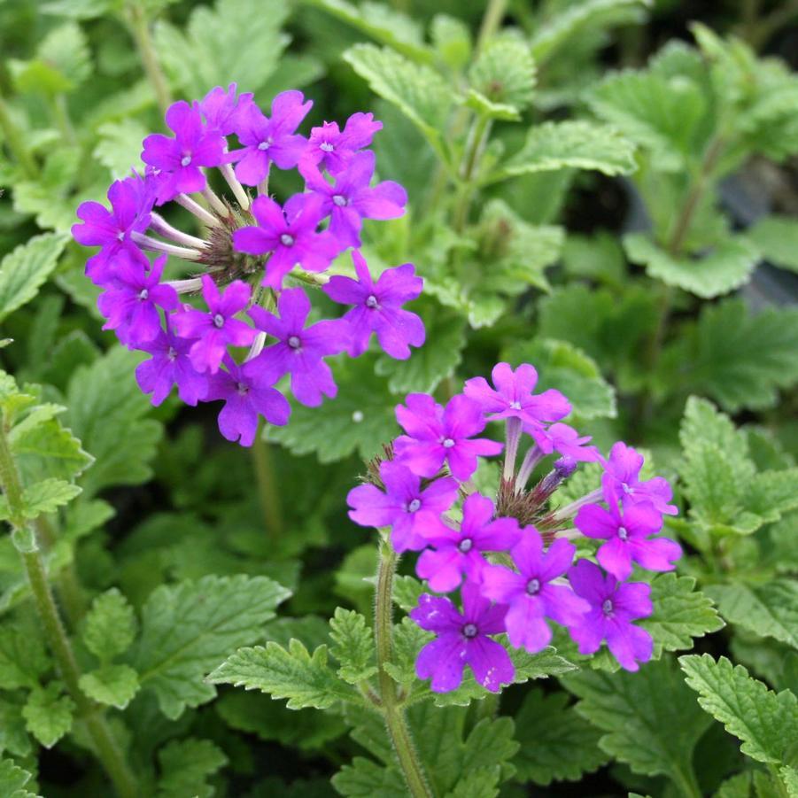 Verbena Canadensis Homestead Purple - View 2 from www redcrocus com