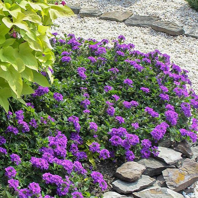 Verbena Canadensis Homestead Purple - View 3 from www redcrocus com
