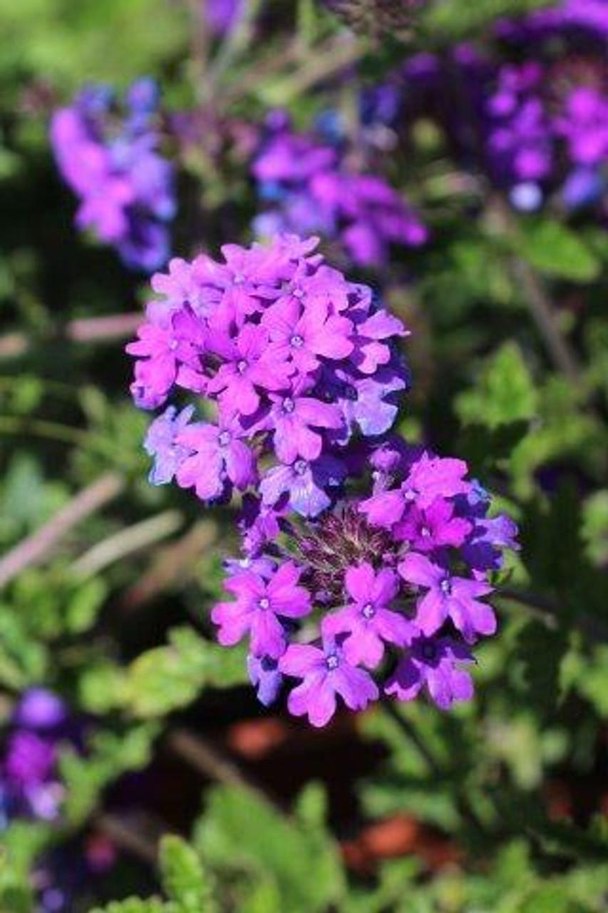 Verbena Canadensis Homestead Purple - View 4 from www redcrocus com