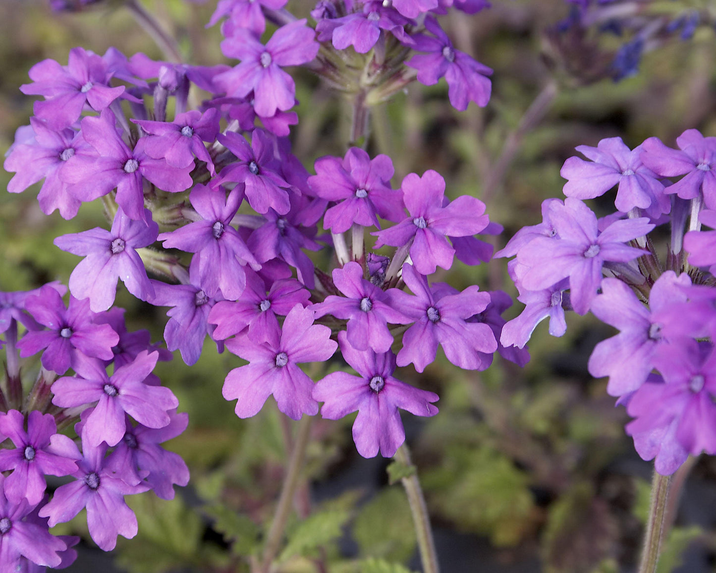Verbena Canadensis Homestead Purple - View 5 from www redcrocus com