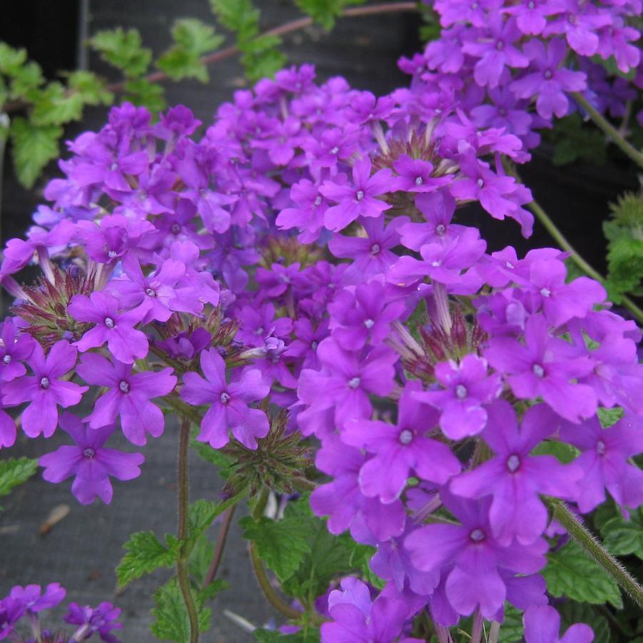 Verbena Canadensis Homestead Purple - View 6 from www redcrocus com