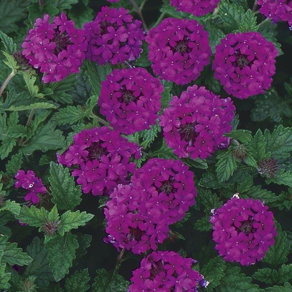 Verbena Canadensis Homestead Purple - View 7 from www redcrocus com