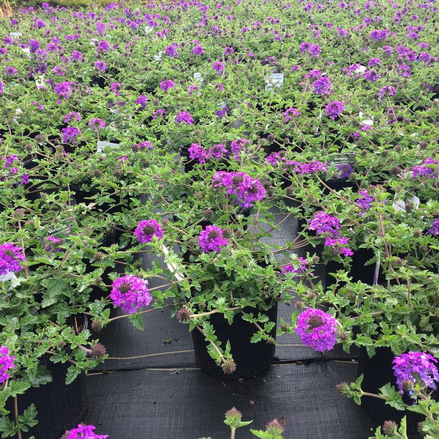 Verbena Canadensis Homestead Purple - View 8 from www redcrocus com