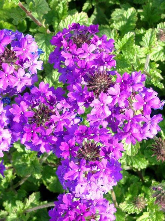 Verbena Canadensis Homestead Purple - View 9 from www redcrocus com