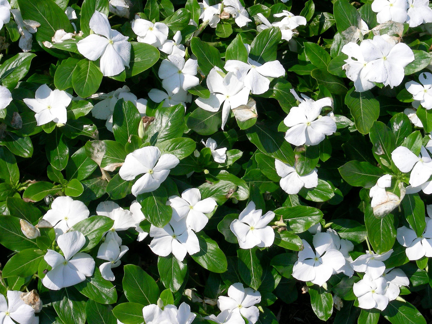 Vinca Titan Pure White - View 11 from www redcrocus com
