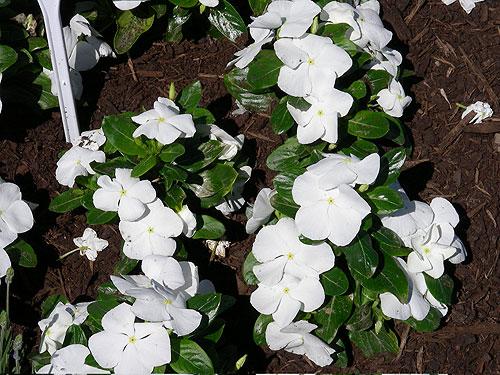 Vinca Titan Pure White - View 13 from www redcrocus com