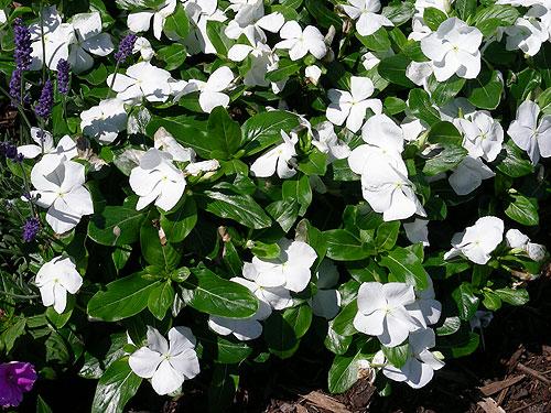 Vinca Titan Pure White - View 15 from www redcrocus com