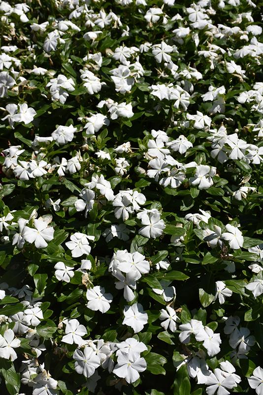 Vinca Titan Pure White - View 17 from www redcrocus com