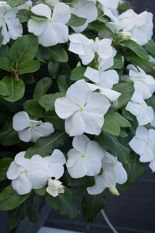 Vinca Titan Pure White - View 1 from www redcrocus com