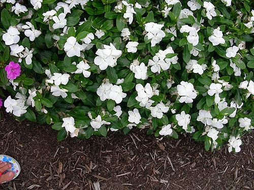 Vinca Titan Pure White - View 3 from www redcrocus com