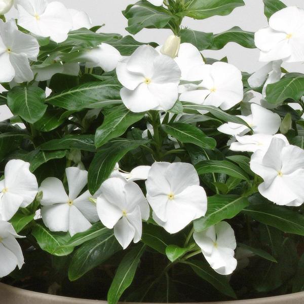 Vinca Titan Pure White - View 5 from www redcrocus com
