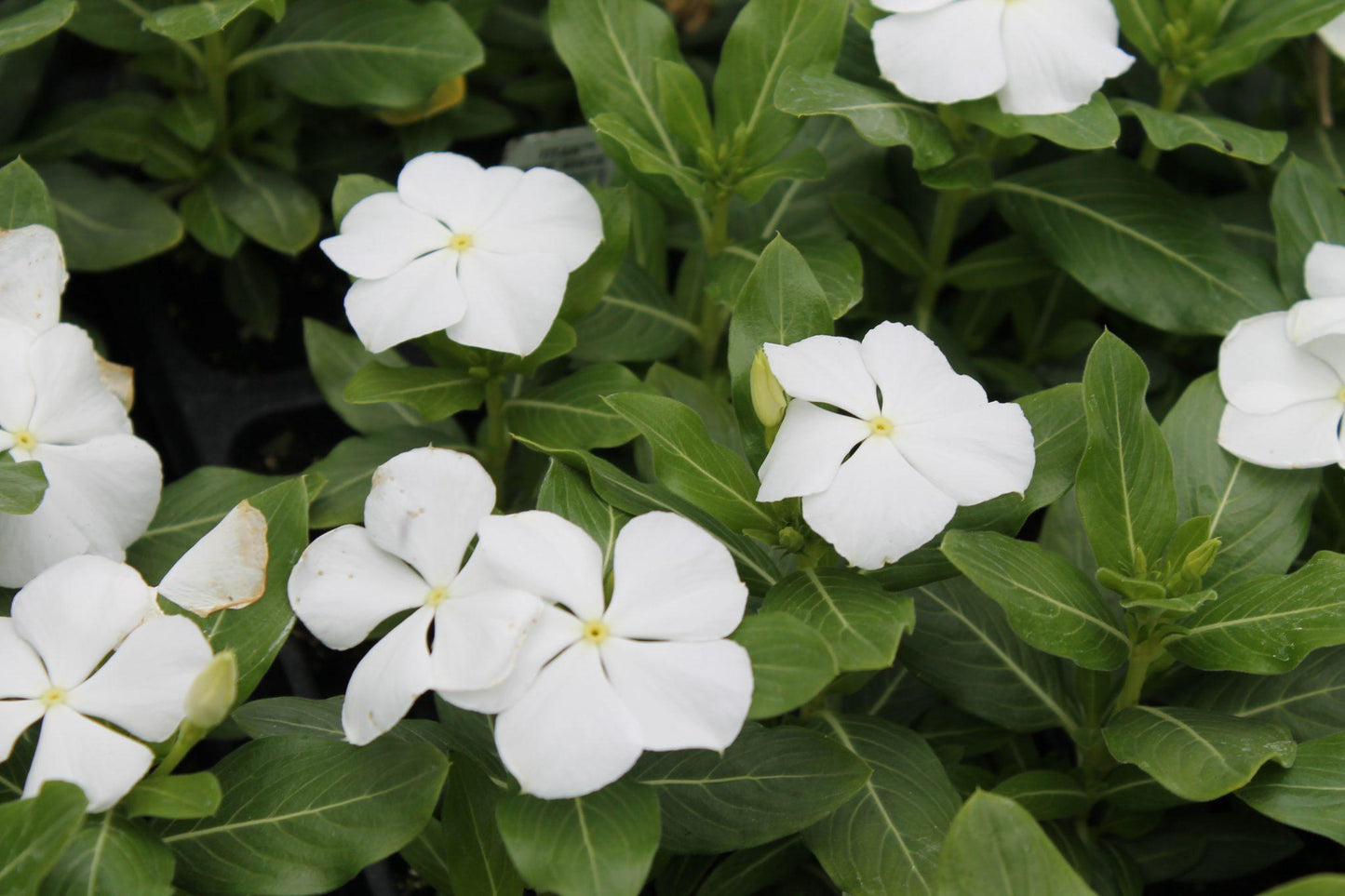 Vinca Titan Pure White - View 7 from www redcrocus com
