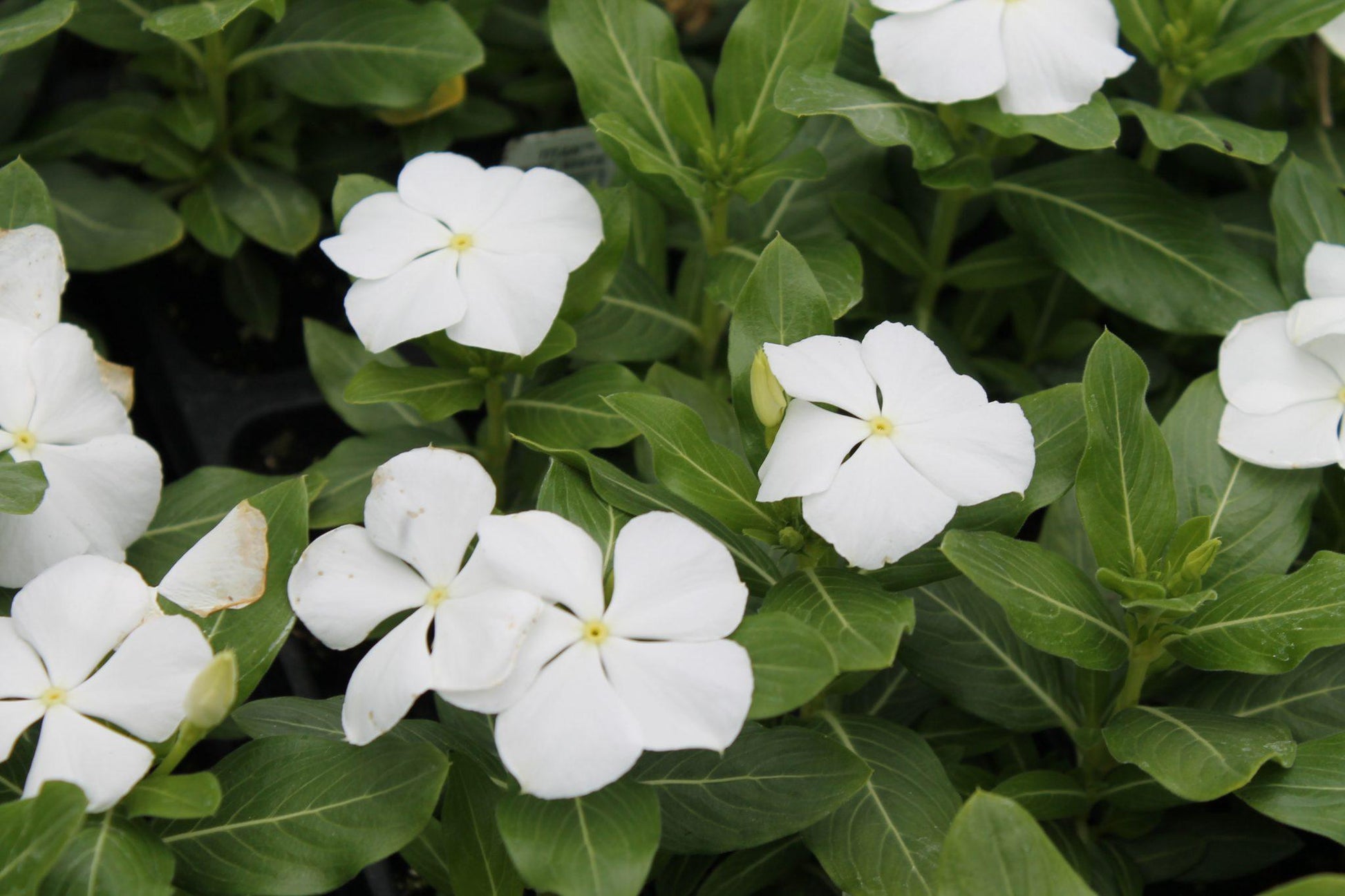 Vinca Titan Pure White - View 7 from www redcrocus com