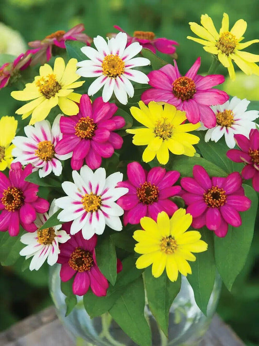 Zinnia 'zahara Bonfire Mix' - View 11 from www redcrocus com