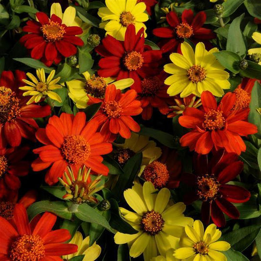 Zinnia 'zahara Bonfire Mix' - View 1 from www redcrocus com