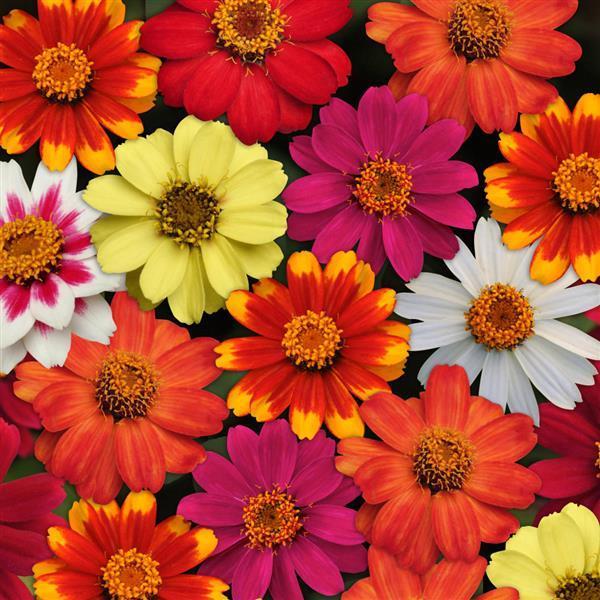 Zinnia 'zahara Bonfire Mix' - View 2 from www redcrocus com